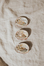 Load image into Gallery viewer, Sunset Abalone Offering Shell
